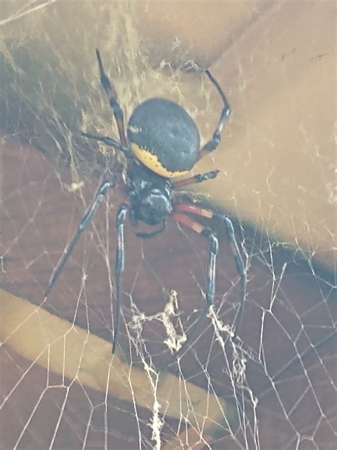 African Hermit Spider From Pindamonhangaba On March 28 2022 At 01 58