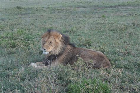 Days And Nights Safari To Serengeti National Park