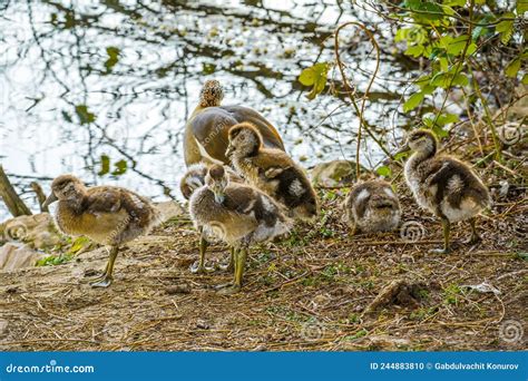 Patos De Oca Egipcios En El Lago Foto De Archivo Imagen De Alas