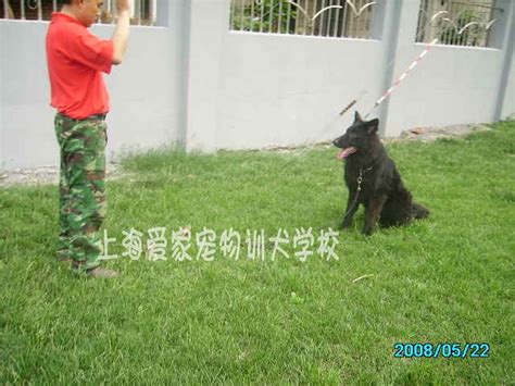 上海训犬基地 上海狗学校 上海训狗 上海宠物训练 上海宠物培训 上海爱家宠物训犬学校