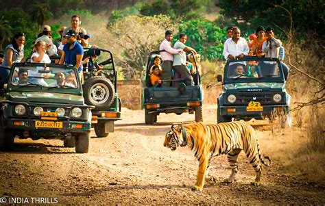 Safari In Ranthambore National Park An Ultimate Guide