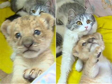 Filhote De Leao E Tigre - G1 - Nasce em zoo primeiro 'leligre', filhote de leão com cruza de leão ...