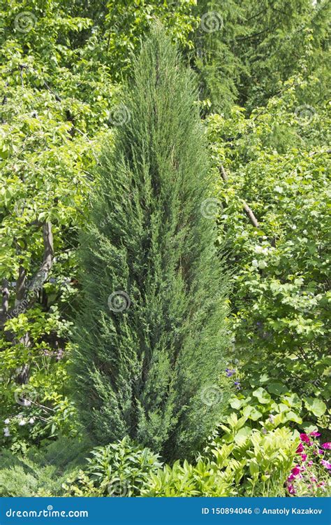 Cupressus Is Een Soort Van Altijdgroene Bomen En Struiken Van De