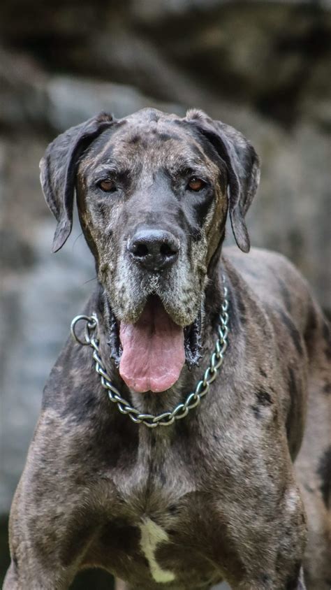 Great Dane Dog Breed Information, Pictures, Characteristics & Facts ...