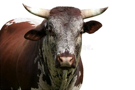 Nguni Cattle Bull Stock Image Image Of Breed Ears Isolated 3986231