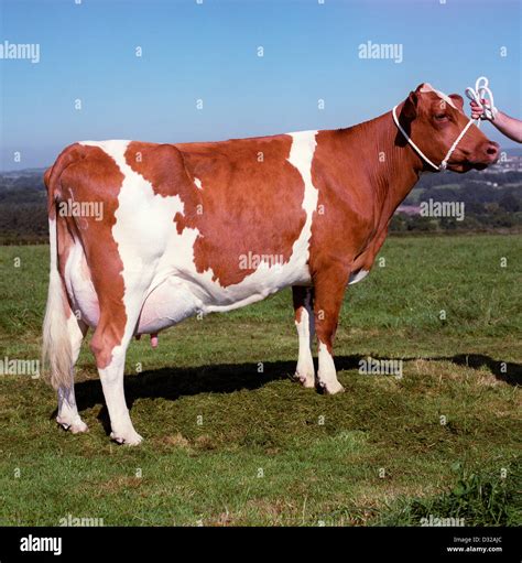 Ayrshire cow, Cumnock, Ayrshire, Scotland Stock Photo - Alamy