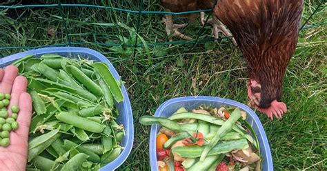 Alimentation Des Poules 10 Choses Qu Elles Adorent Manger Plantes