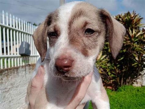 Adoção de Cachorro Gravataí RS Faísca e Fumaça 2 a 6 meses Raça