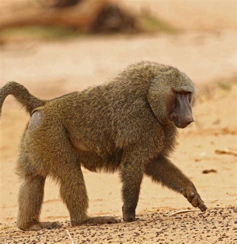 Why Baboons May Provide Clues About Human Gut Microbiome