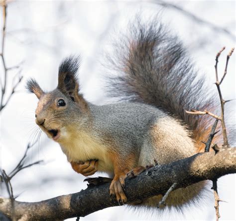 Repair squirrel damage – Humane Wildlife Control Society