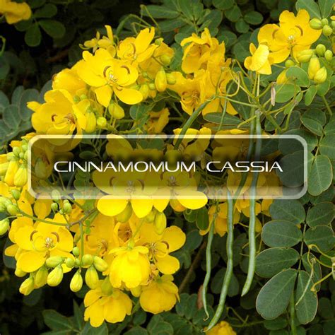 Cinnamomum Cassia | Interstellar Blends | Activate Your Super Powers!