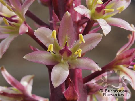 Eucomis Sparkling Burgundy From Burncoose Nurseries