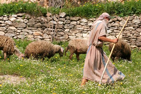 How Does A Shepherd Lead Sheep