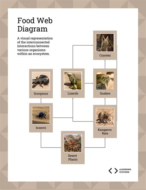 Food Web Diagram Template