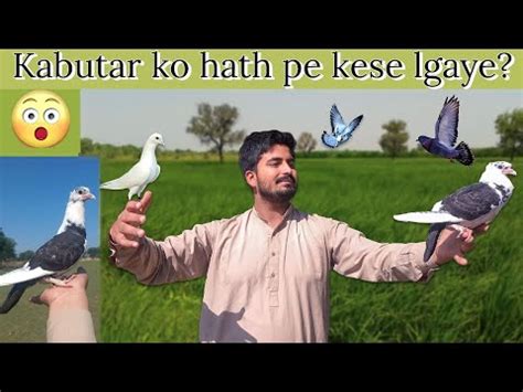 Kabootar Ko Hath Pr Kese Lgaye How To Train A Pigeon Quality