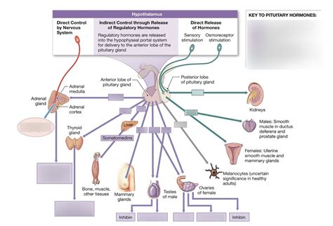 Pituitary Gland Hormones Diagram Quizlet