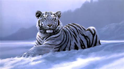 Albino tiger photo, animals, tiger, artwork, white tigers HD wallpaper ...