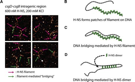 H Ns Filament Mediated Dna Organization A In Mm Kcl In The