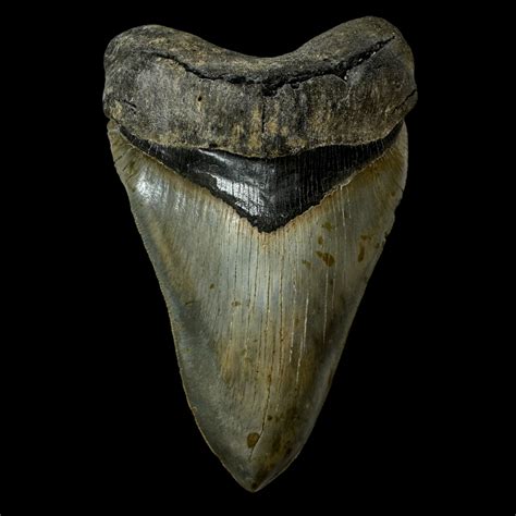 Massive 6 Megalodon Teeth The Fossil Exchange Megalodon Teeth For Sale