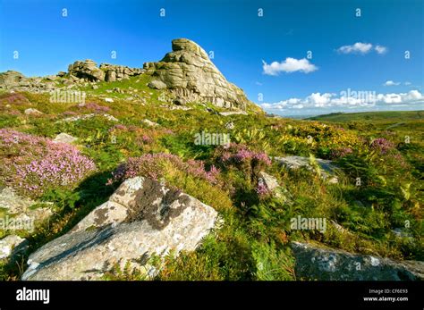 Dartmoor Heather Hi Res Stock Photography And Images Alamy