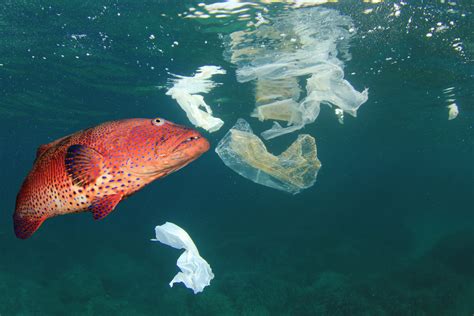 Editorial Comment The Threat To The Environment The Fiji Times