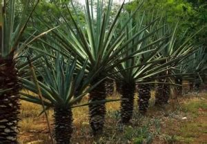 Henequén La historia detrás de la planta dorada