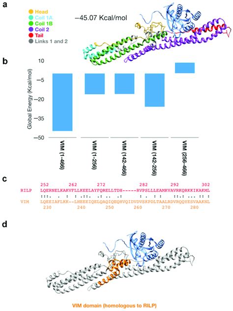 Docking Results And 3D Model Of Vimentin RAB7A Complex A 3D