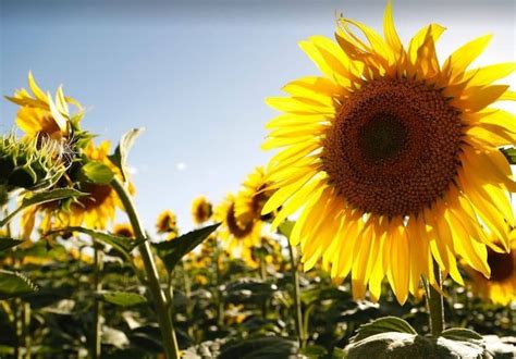 Récord comercial la exportación de aceite de girasol alcanza máximo en