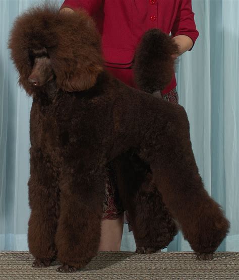 Spud Cropped Cantope Standard Poodles