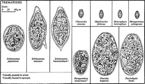 Life History Of The Blood Fluke Schistosoma Sp Owlcation