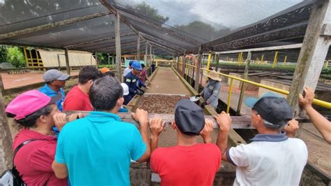 Mineradora dá acesso a coletores de sementes do Oeste do Pará às suas