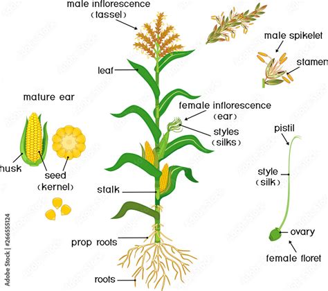 Parts of plant. Morphology of corn (maize) plant with green leaves ...