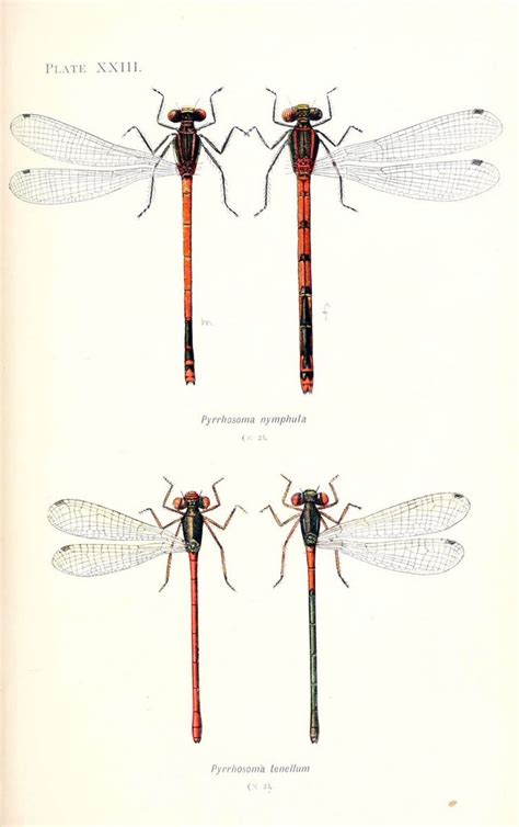 British Dragonflies Odonata London L U Gill Dragon Flies