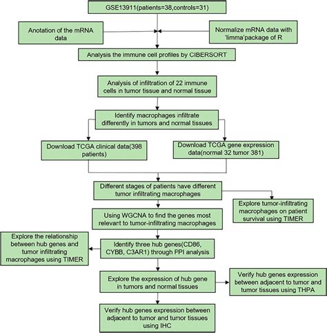 Frontiers Identification And Validation Of Cybb Cd And C Ar As