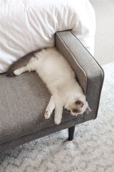 Ragdoll Temperament | Are They Really Floppy? — Ragdoll Kittens For