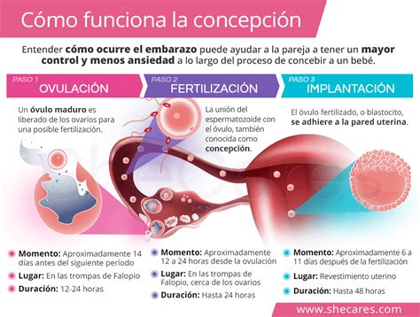 Fecundacion Del Ovulo