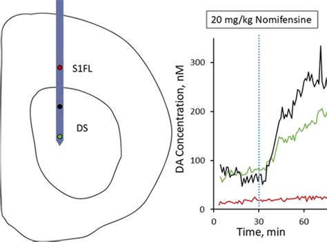 Direct In Vivo Electrochemical Detection Of Resting Dopamine Using Poly