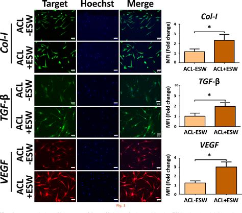 Figure From Extracorporeal Shock Wave Promotes Activation Of Anterior