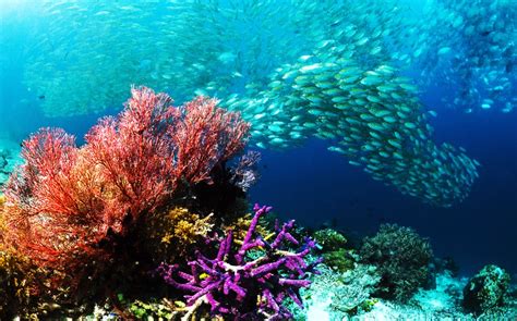 The Beauty Landscape Of Indonesia The Best Dive Spots In Indonesia