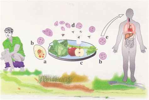 Microbiologia Y Parasitologia 2e Unpa Entamoeba Histolytica Dispar