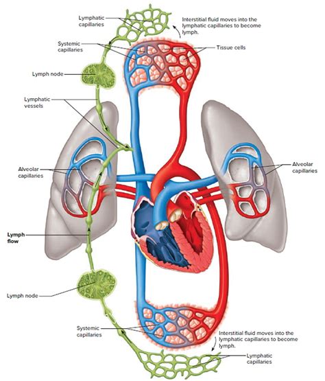 Schematic Diagram Of Lymphatic System