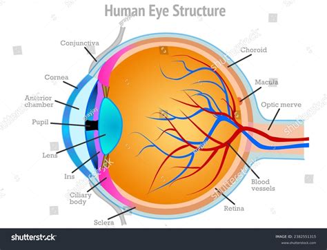 Human Eye Structure Anatomy Retina Sclera Stock Vector Royalty Free