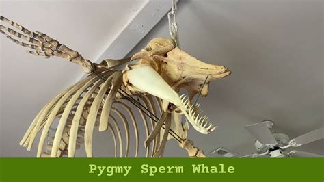 Pygmy Sperm Whale Youtube