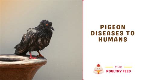 Pigeon Diseases To Humans The Poultry Feed