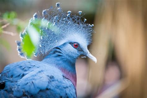 A Beautiful Victoria Crowned Pigeon Stock Image - Image of crest, jungle: 100413217