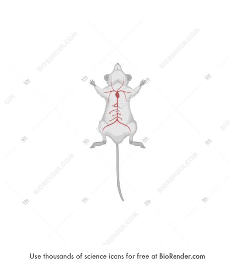 Free Mouse Supine Tail Vein Injection Icons Symbols Images