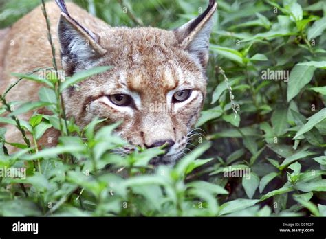 Eyes like a lynx Stock Photo - Alamy