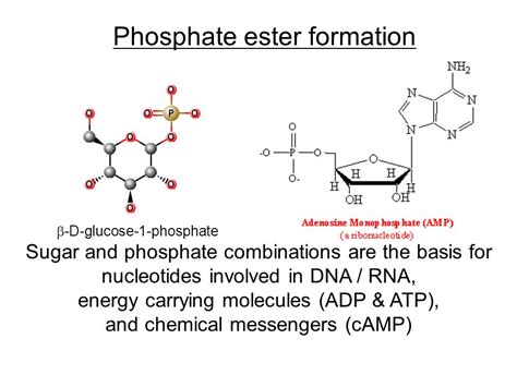 Phosphate Ester Synthesis