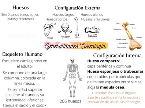 Generalidades Osteología 2 Anatomia I