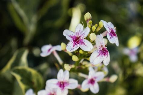 Premium Photo | Beautiful lilac and white flowers